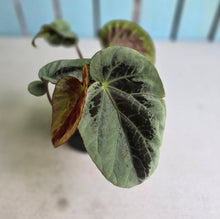 Load image into Gallery viewer, #RB24 Begonia Burkillii Silver