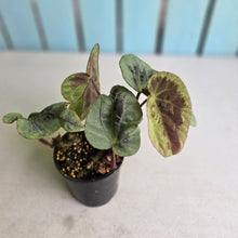 Load image into Gallery viewer, #RB24 Begonia Burkillii Silver