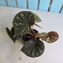Load image into Gallery viewer, #R112 Begonia Nigritarum