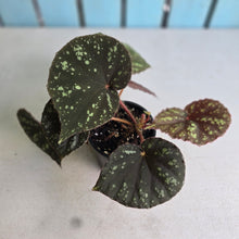 Load image into Gallery viewer, #R112 Begonia Nigritarum