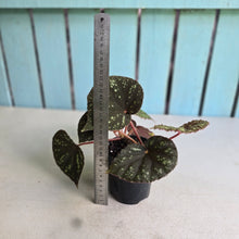 Load image into Gallery viewer, #R112 Begonia Nigritarum
