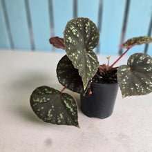 Load image into Gallery viewer, #R112 Begonia Nigritarum