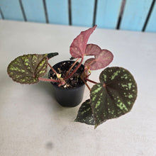 Load image into Gallery viewer, #R112 Begonia Nigritarum