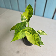 Load image into Gallery viewer, #D4 Two x Variegated Alocasia Gageana
