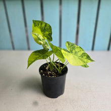 Load image into Gallery viewer, #D4 Two x Variegated Alocasia Gageana