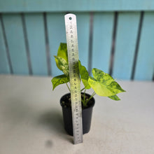 Load image into Gallery viewer, #D4 Two x Variegated Alocasia Gageana