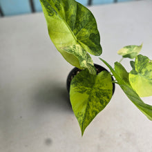 Load image into Gallery viewer, #D4 Two x Variegated Alocasia Gageana