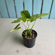 Load image into Gallery viewer, #D4 Two x Variegated Alocasia Gageana