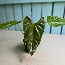 Load image into Gallery viewer, #R30 Anthurium Recavum