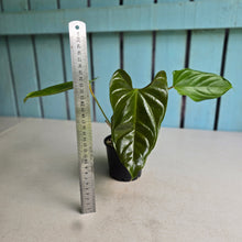 Load image into Gallery viewer, #R30 Anthurium Recavum
