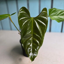 Load image into Gallery viewer, #R30 Anthurium Recavum