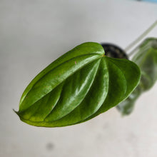 Load image into Gallery viewer, #R30 Anthurium Recavum