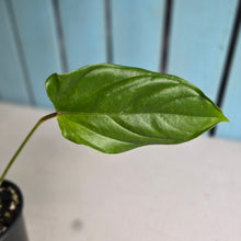 Load image into Gallery viewer, #R30 Anthurium Recavum