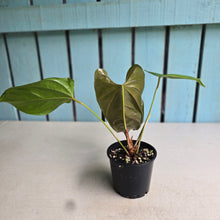 Load image into Gallery viewer, #R30 Anthurium Recavum