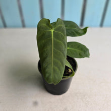 Load image into Gallery viewer, #R72 Two x Headed Anthurium Purple Mama