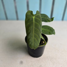 Load image into Gallery viewer, #R72 Two x Headed Anthurium Purple Mama