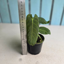 Load image into Gallery viewer, #R72 Two x Headed Anthurium Purple Mama