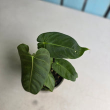 Load image into Gallery viewer, #R72 Two x Headed Anthurium Purple Mama