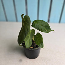 Load image into Gallery viewer, #R72 Two x Headed Anthurium Purple Mama