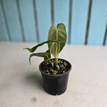 Load image into Gallery viewer, #R72 Two x Headed Anthurium Purple Mama