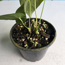 Load image into Gallery viewer, #R72 Two x Headed Anthurium Purple Mama