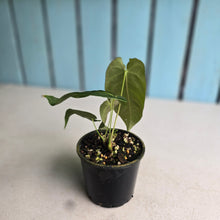 Load image into Gallery viewer, #R72 Two x Headed Anthurium Purple Mama