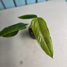 Load image into Gallery viewer, #R68 Anthurium Furcatum