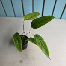 Load image into Gallery viewer, #R68 Anthurium Furcatum