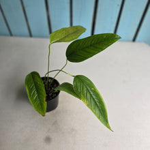 Load image into Gallery viewer, #R68 Anthurium Furcatum