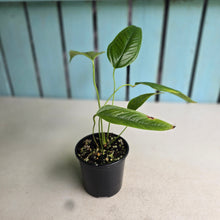 Load image into Gallery viewer, #R68 Anthurium Furcatum