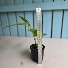 Load image into Gallery viewer, #R68 Anthurium Furcatum