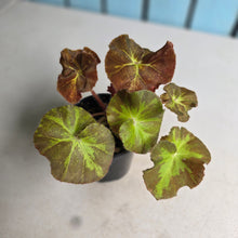 Load image into Gallery viewer, #RA18 Begonia Unknown