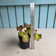 Load image into Gallery viewer, #RA18 Begonia Unknown