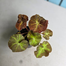 Load image into Gallery viewer, #RA18 Begonia Unknown