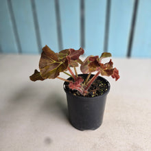 Load image into Gallery viewer, #RA18 Begonia Unknown