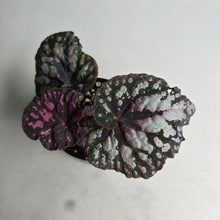 Load image into Gallery viewer, #RD7 Begonia Unknown