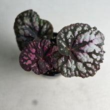 Load image into Gallery viewer, #RD7 Begonia Unknown