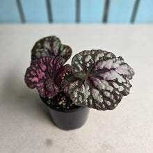 Load image into Gallery viewer, #RD7 Begonia Unknown