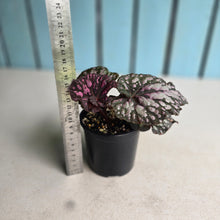 Load image into Gallery viewer, #RD7 Begonia Unknown