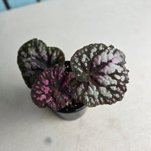 Load image into Gallery viewer, #RD7 Begonia Unknown