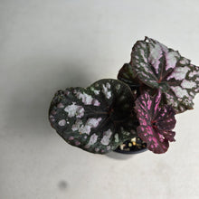 Load image into Gallery viewer, #RD7 Begonia Unknown