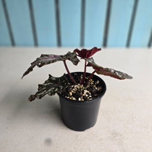 Load image into Gallery viewer, #RD7 Begonia Unknown