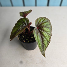 Load image into Gallery viewer, #RB11 Begonia Handelii