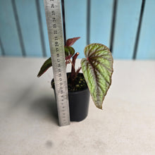 Load image into Gallery viewer, #RB11 Begonia Handelii