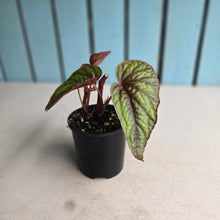 Load image into Gallery viewer, #RB11 Begonia Handelii