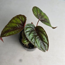 Load image into Gallery viewer, #RB11 Begonia Handelii