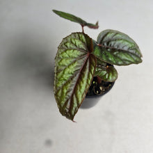 Load image into Gallery viewer, #RB11 Begonia Handelii