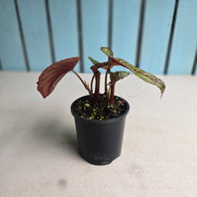 Load image into Gallery viewer, #RB11 Begonia Handelii