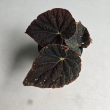 Load image into Gallery viewer, #RD15 Begonia 'Black Narcissus'