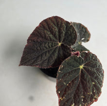 Load image into Gallery viewer, #RD15 Begonia 'Black Narcissus'